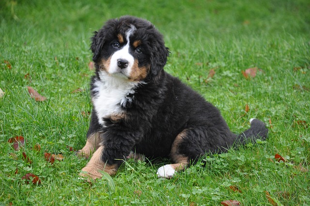 chien facile à vivre