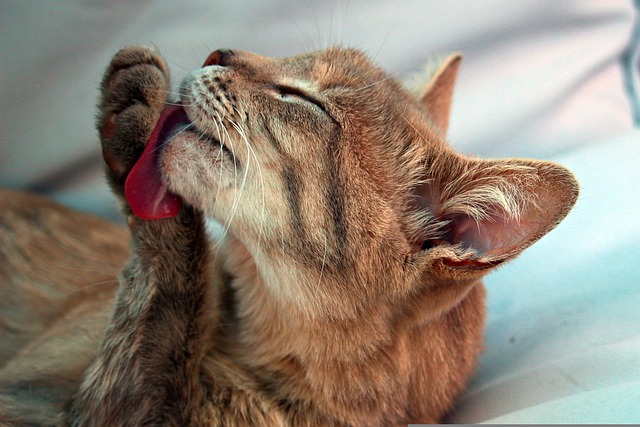 chat se lèche car stressé