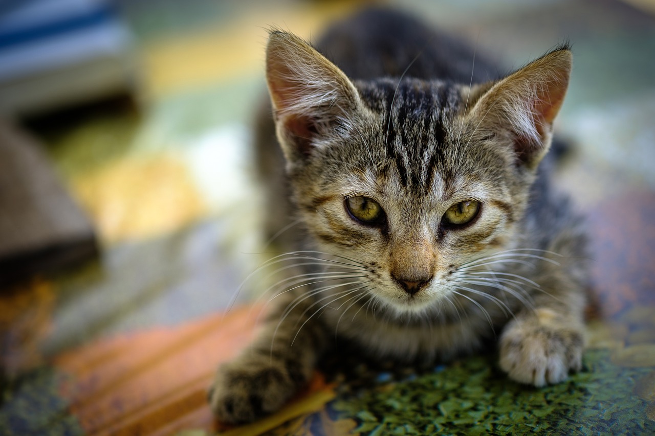 chat souffre de la solitude