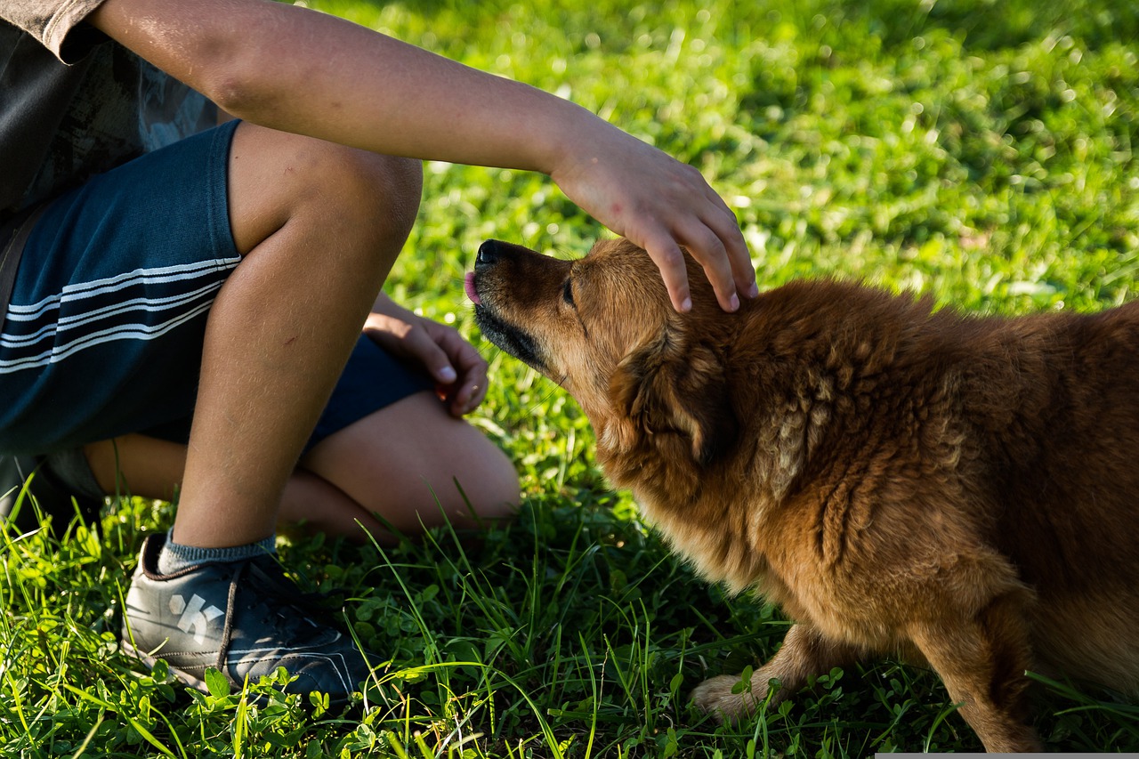 chien accepte les caresses