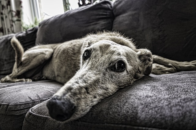 chien se sente bien chez vous