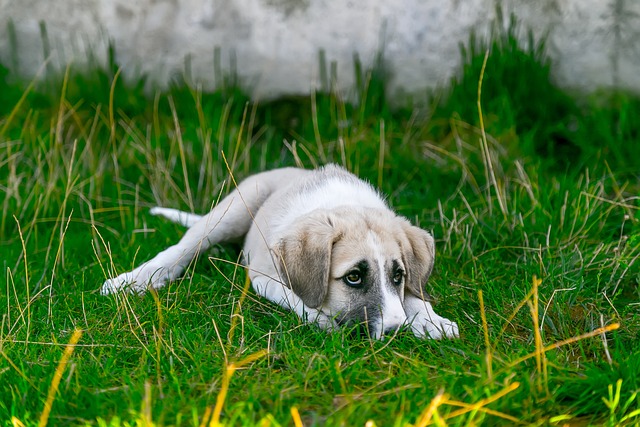 chien souffre solitude