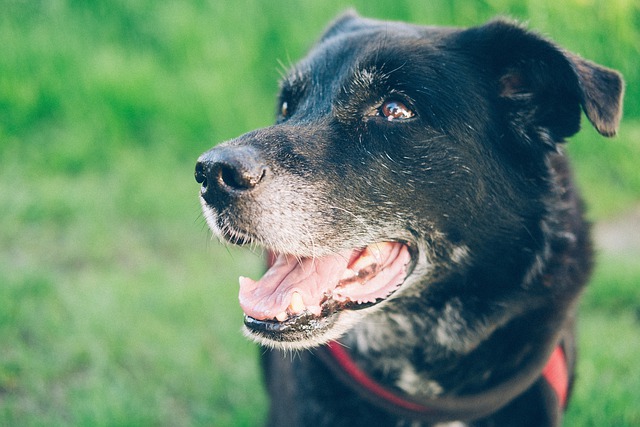 chien vive plus longtemps