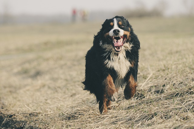 Comment calmer votre chien