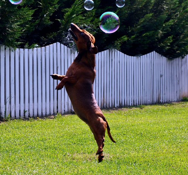 comment votre chien arrête de sauter