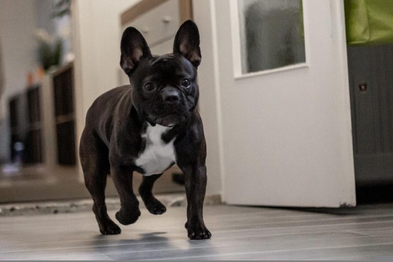 Comment faire pour que votre chien soit heureux en appartement ?