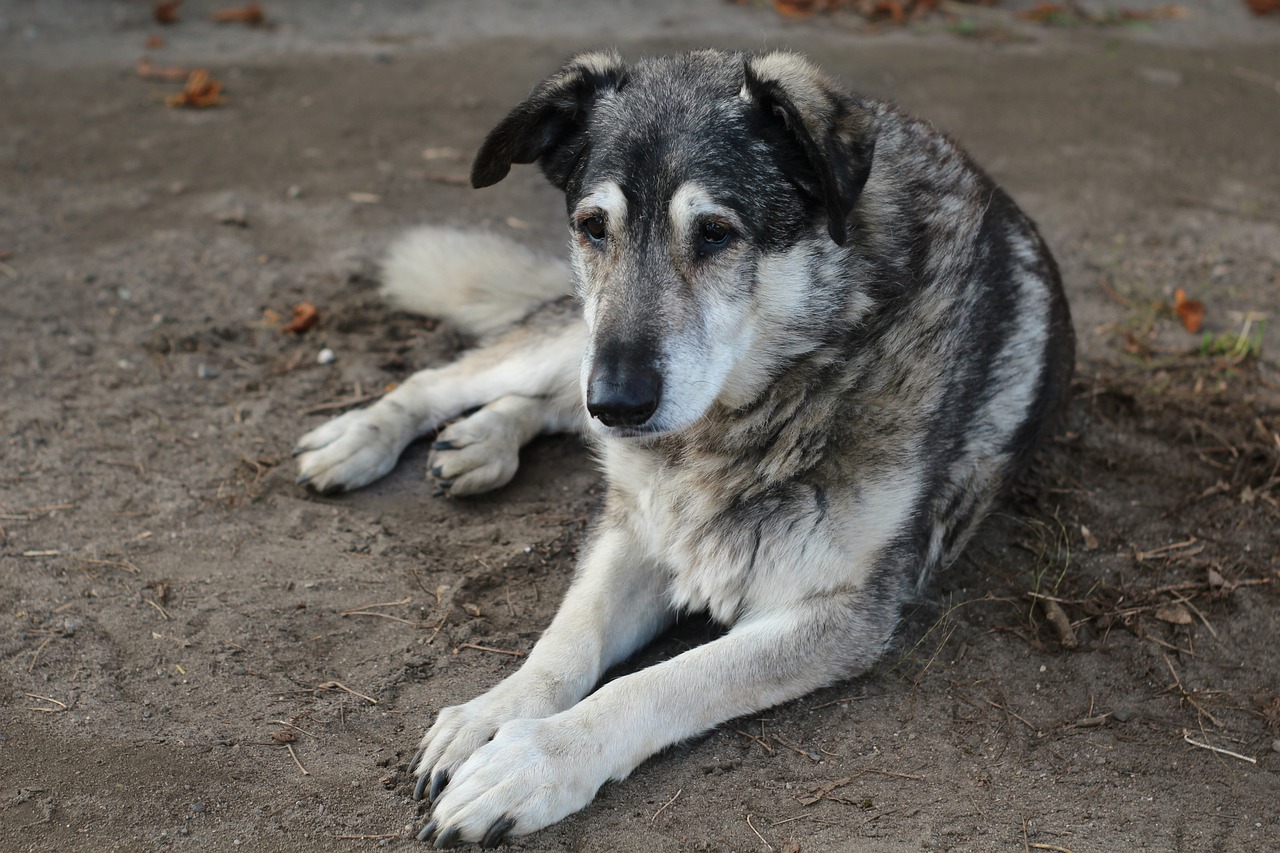 comment faire chien vive plus longtemps