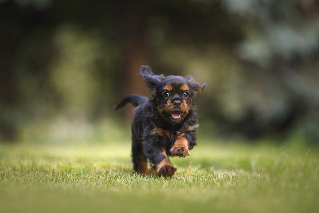 comment faire pour que votre chien vous aime