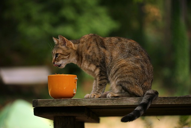 comment savoir si votre chat s’ennuie