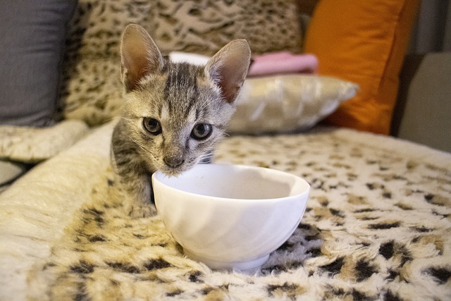 comment savoir si chat stressé