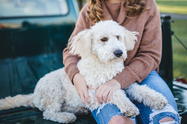 comment savoir si chien aime