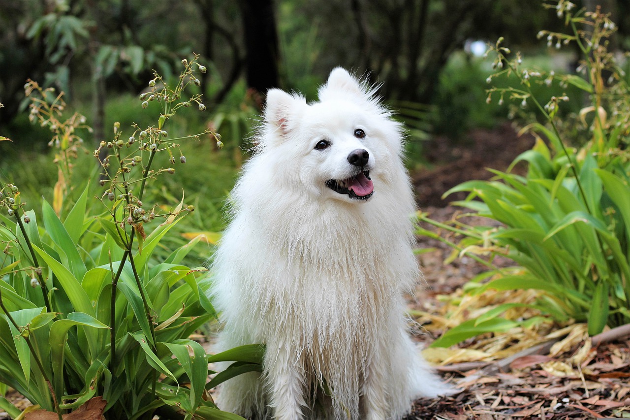 faire pour que votre chien vous aime