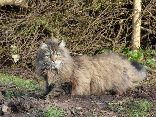 race de chat attaque les poules