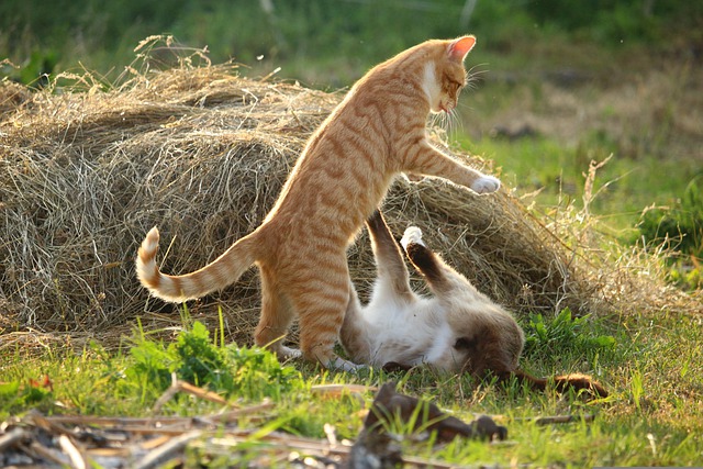 race de chat obstinée