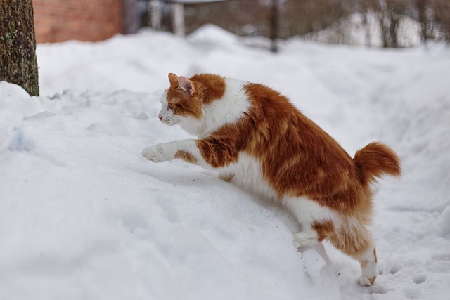 race de chat qui préfère hiver
