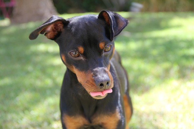 race chien fatiguante