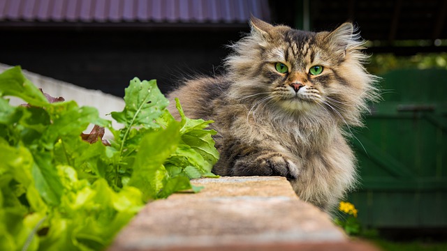 race de chat qui adore l’aventure