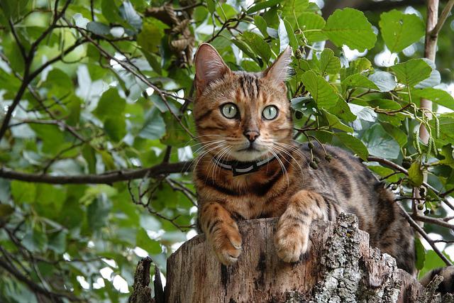 race de chat qui attaque les poules