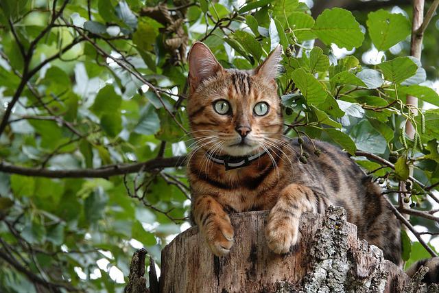 race de chat qui attaque les poules