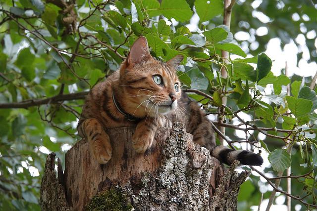 race de chat qui chasse les rats