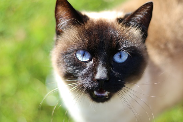 race de chat d’intérieur