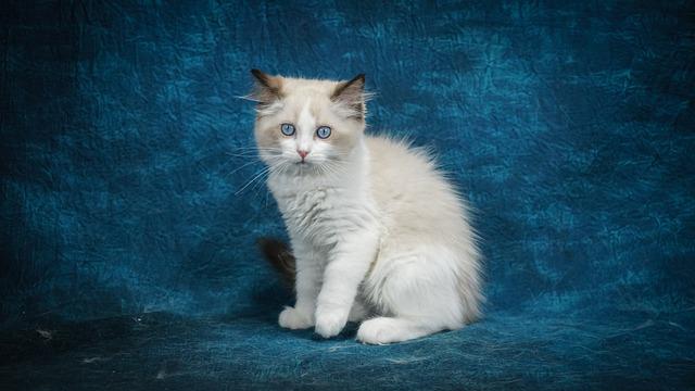 race de chat idéale pour les citadins