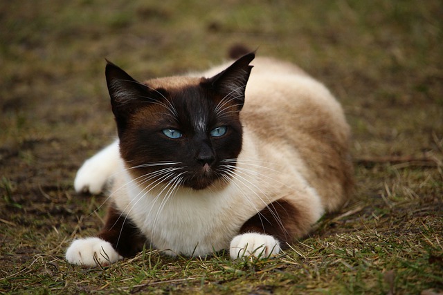 race de chat la plus obstinée