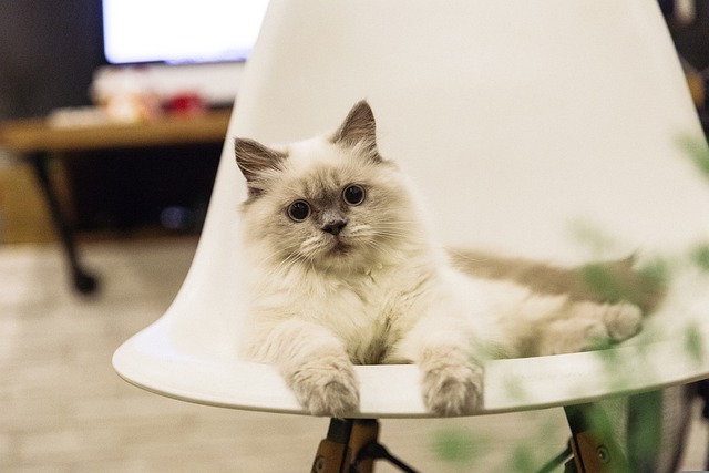 race de chat parfaite avec bébé