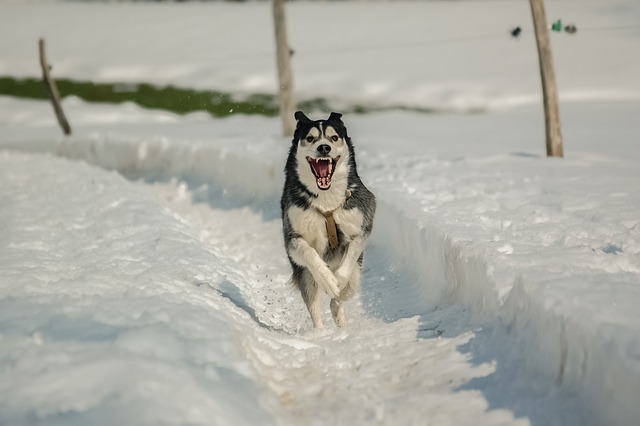 race de chien adore les activités sportives