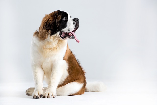 race de chien en qui avoir confiance