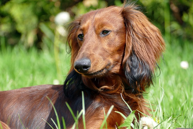 race de chien besoin être au centre de l’attention