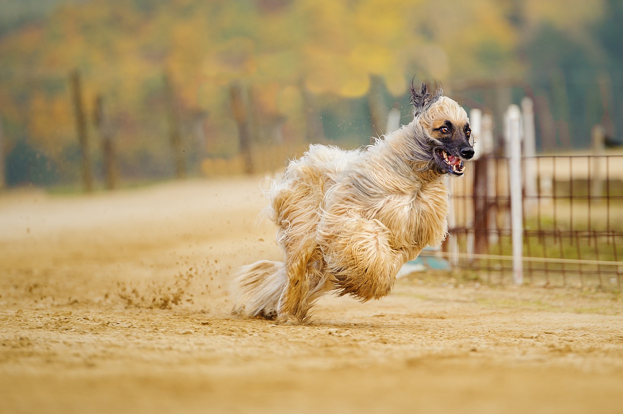 race de chien élégante