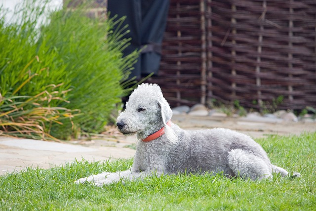 race de chien qui enterre leur nourriture