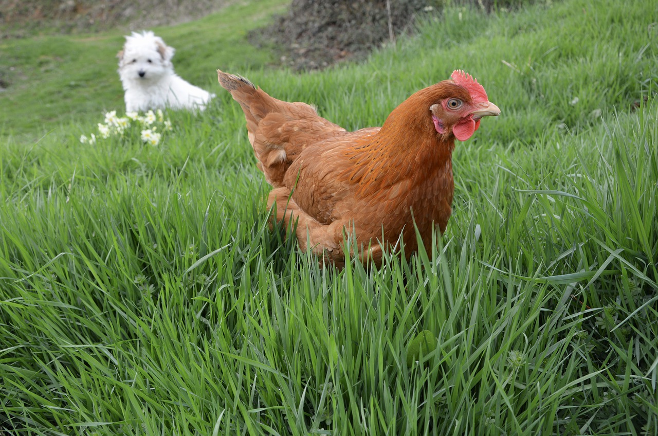 race de chien garde les poules