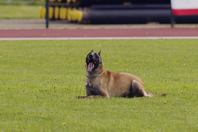 race de chien la plus impressionnante 