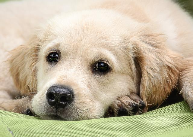 race de chien plus d’empathie