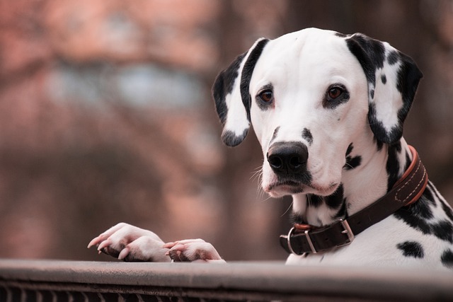 race de chien la plus possessive