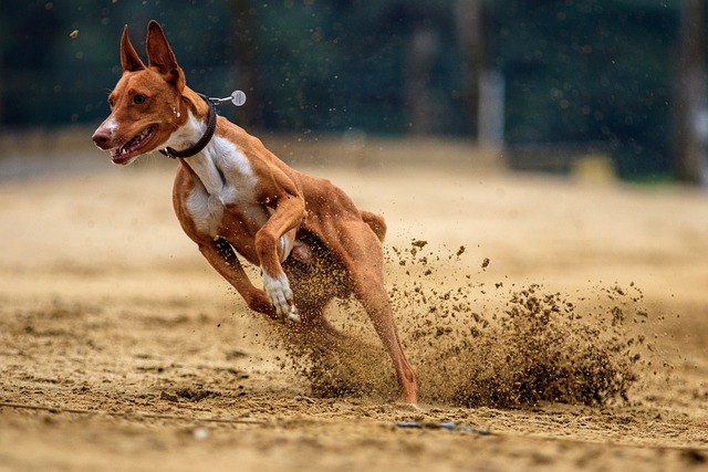 race de chien qui préfère l’été