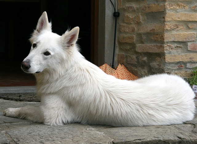 race de chien sait ouvrir les portes