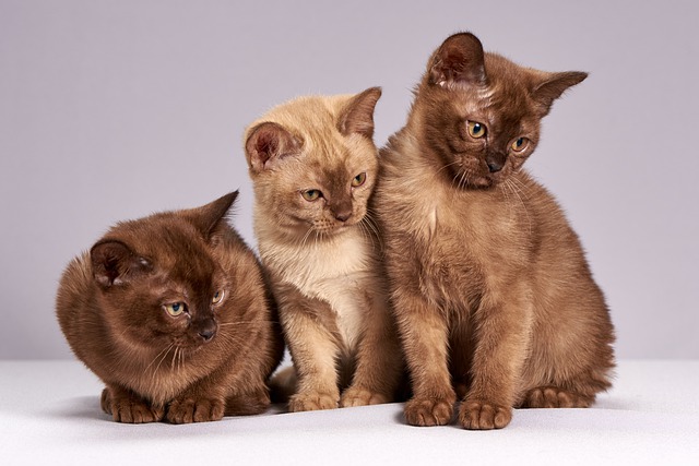 races de chat les plus débrouillardes