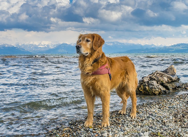 races de chien aventureuses 