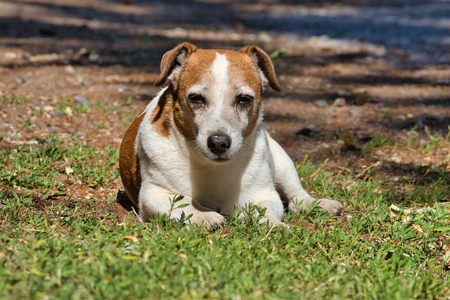 races de chien enterrent leur nourriture