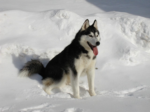 races de chien préfèrent hiver