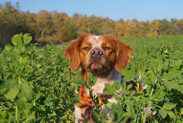 races de chien possessives 