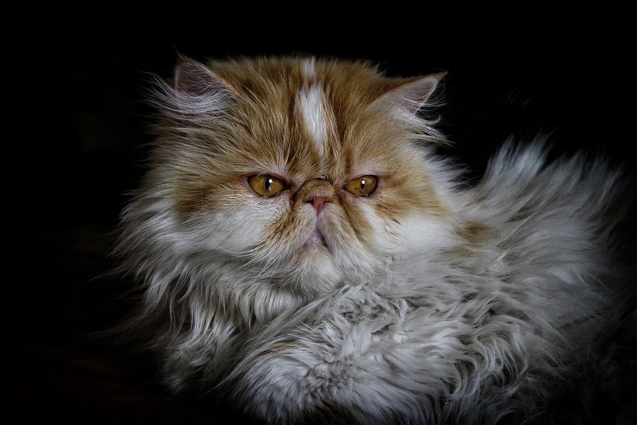 races de chat qui ont l’air bête