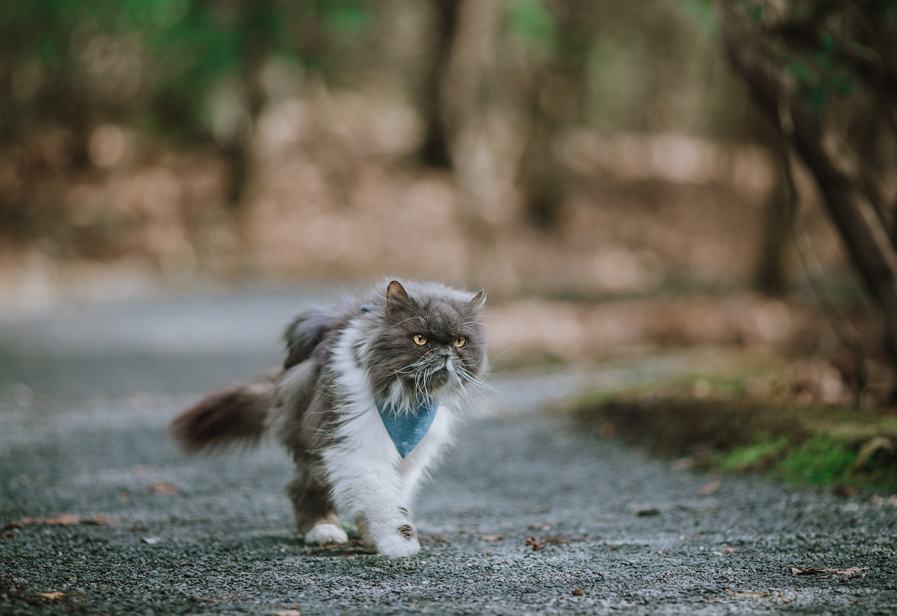 races de chat l’air menaçantes 