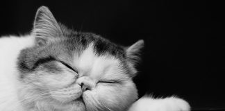 races de chat qui ont l’air de sourire