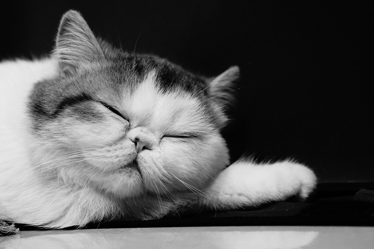 races de chat qui ont l’air de sourire