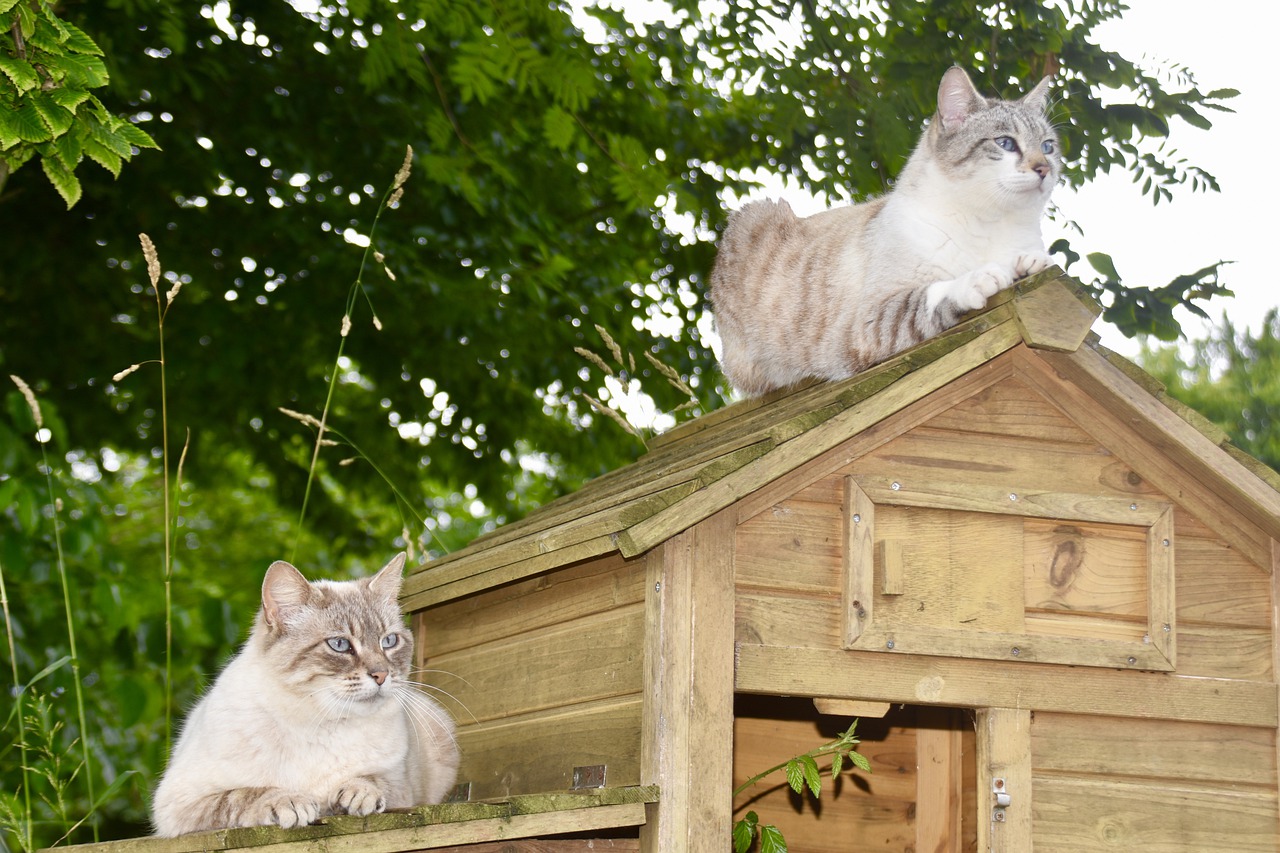 races de chat qui attaquent les poules