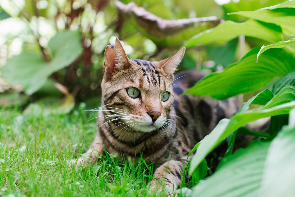 4 races de chat qui chassent les rats Animal.ch
